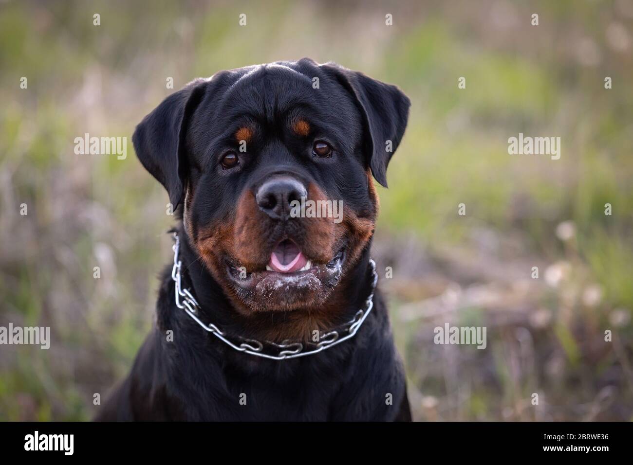 Young rottweiler dog looking at the camera Stock Photo