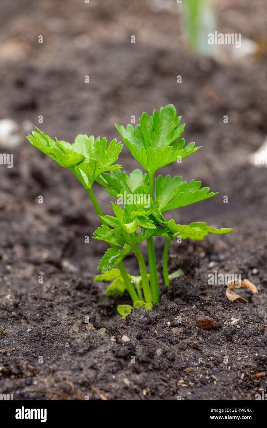 Small celeriac seedling also called celery root or knob celery in the