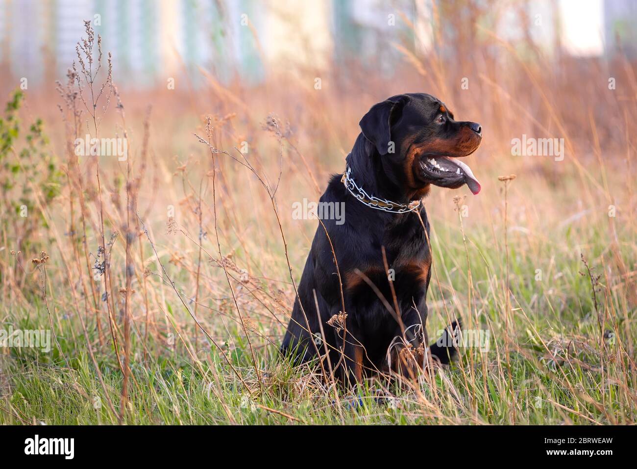 Young rottweiler dog sitting on the grass Stock Photo