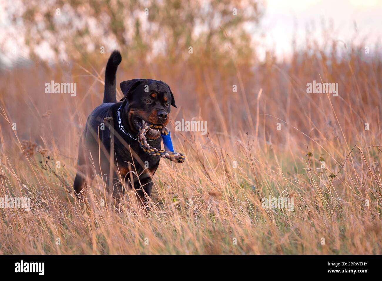 Young rottweiler dog playing with a toy Stock Photo