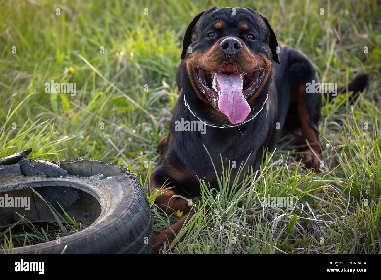 Young rottweiler dog looking at the camera Stock Photo