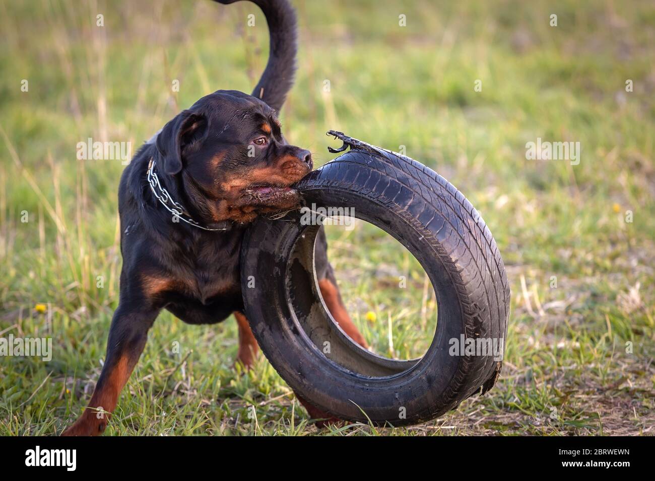 Young rottweiler dog playing with a tire Stock Photo