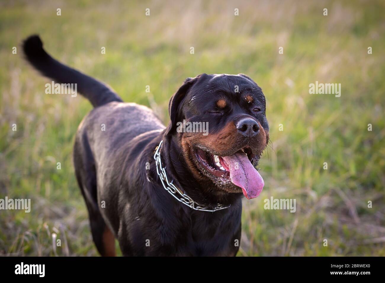 Young rottweiler dog winks at the camera Stock Photo
