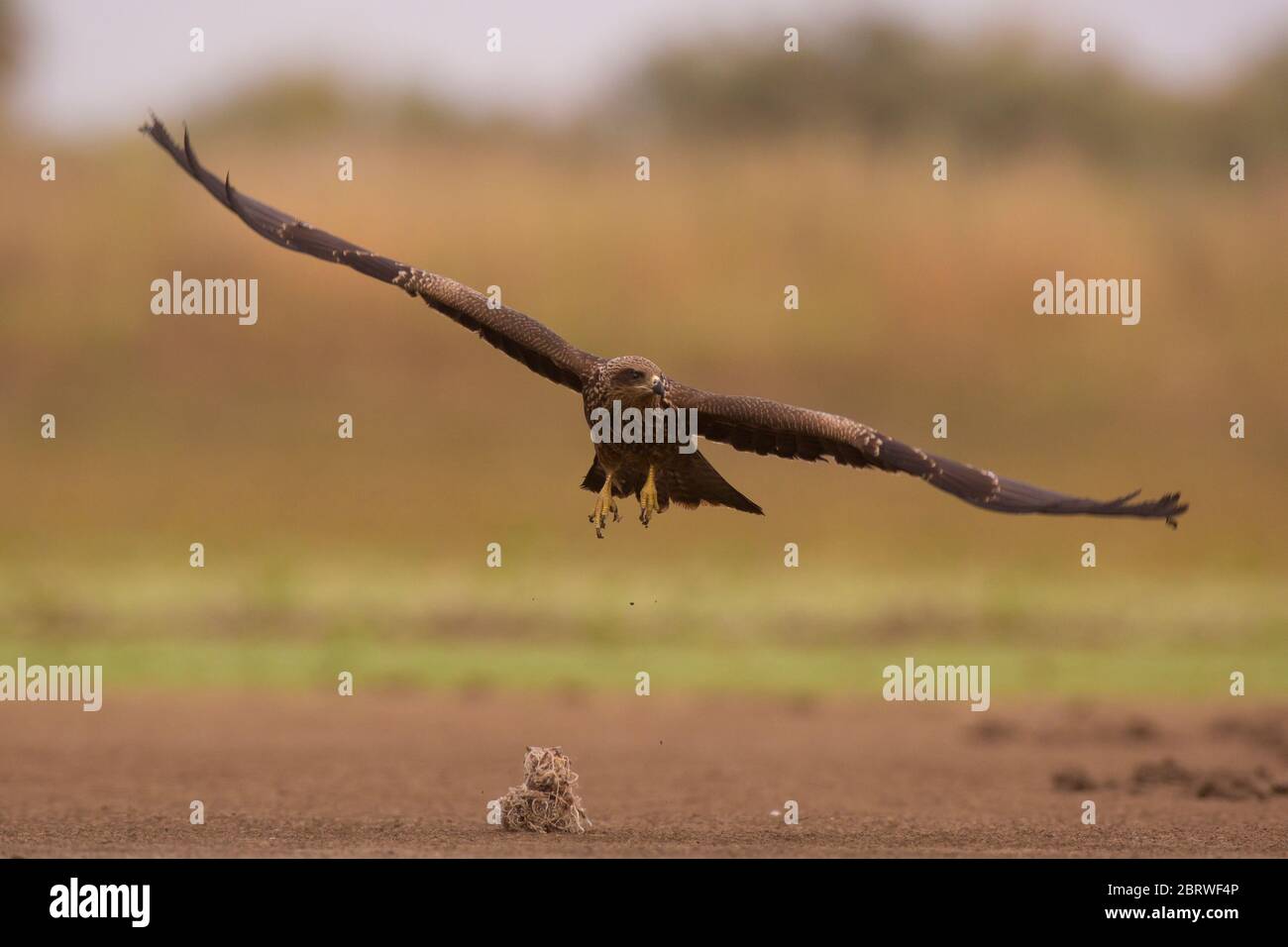 Black Kite (Milvus migrans) in flight Photographed at the Ein Afek nature reserve, Israel Stock Photo