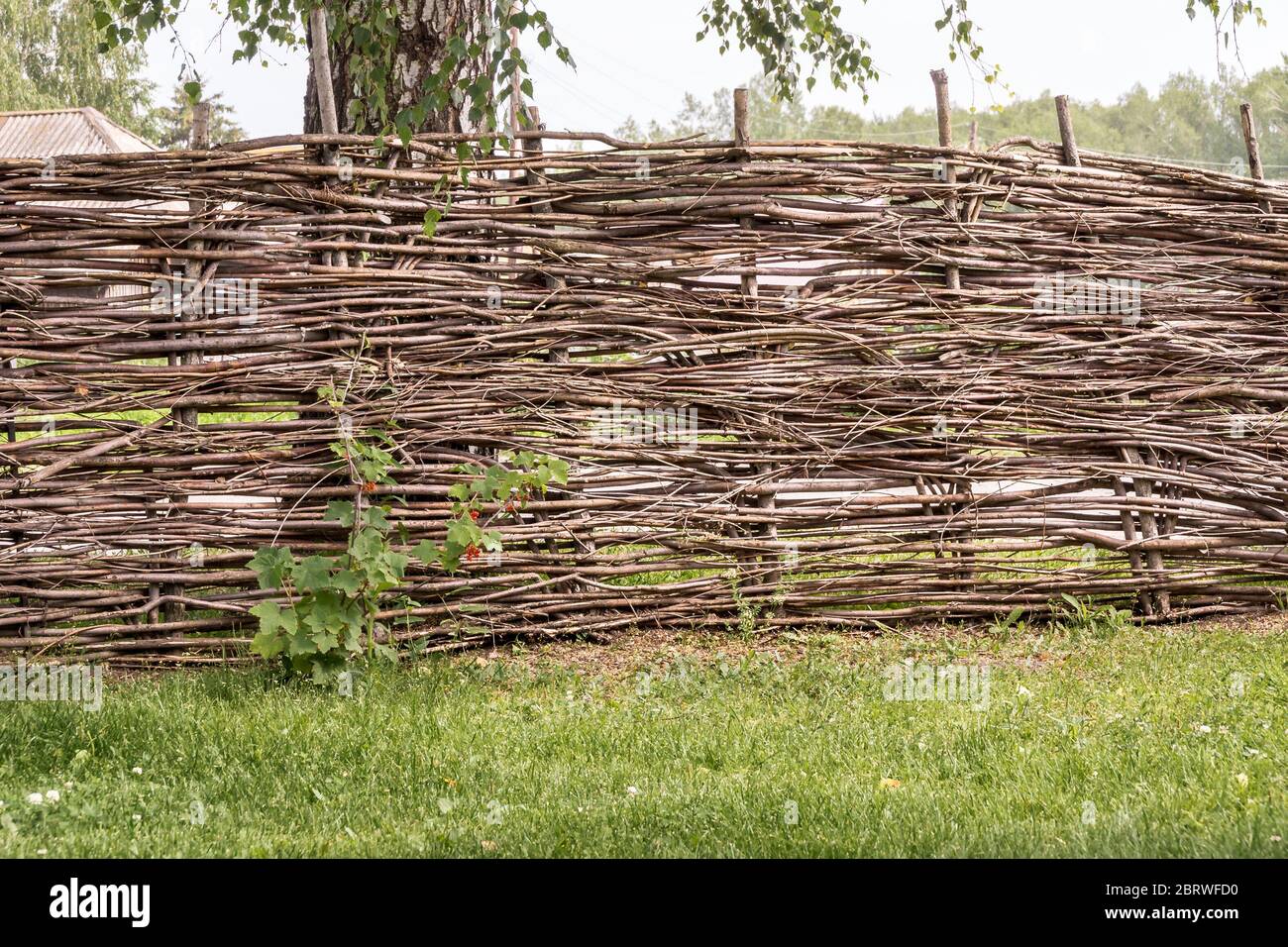 in the village a high wicker fence in the traditional style next to a bush of red currant on the sheared grass, behind a fence a birch, selective focu Stock Photo
