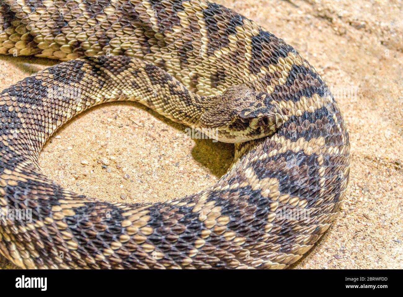 closeup shot of a Eastern diamondback rattlesnake Stock Photo