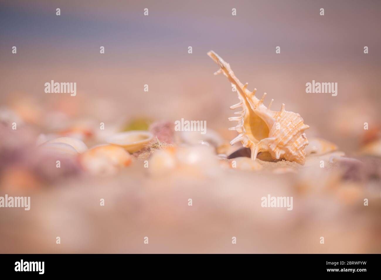 purple dye murex (Bolinus brandaris) (Gastropod) on a beach in Israel, a sea snail. Murex was at one time greatly valued as the source for purple dye. Stock Photo