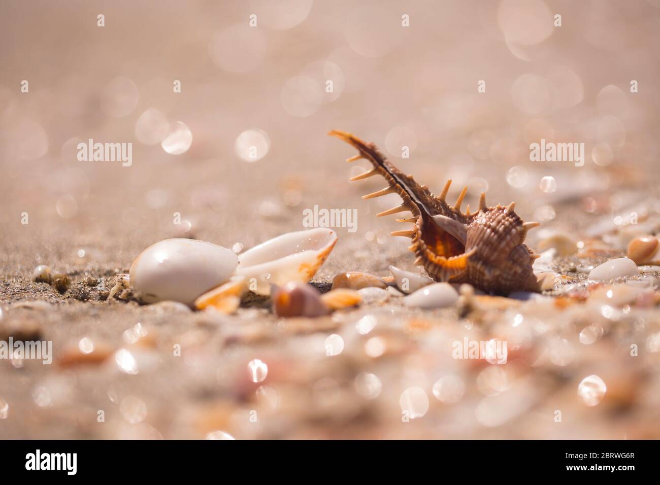 purple dye murex (Bolinus brandaris) (Gastropod) on a beach in Israel, a sea snail. Murex was at one time greatly valued as the source for purple dye. Stock Photo