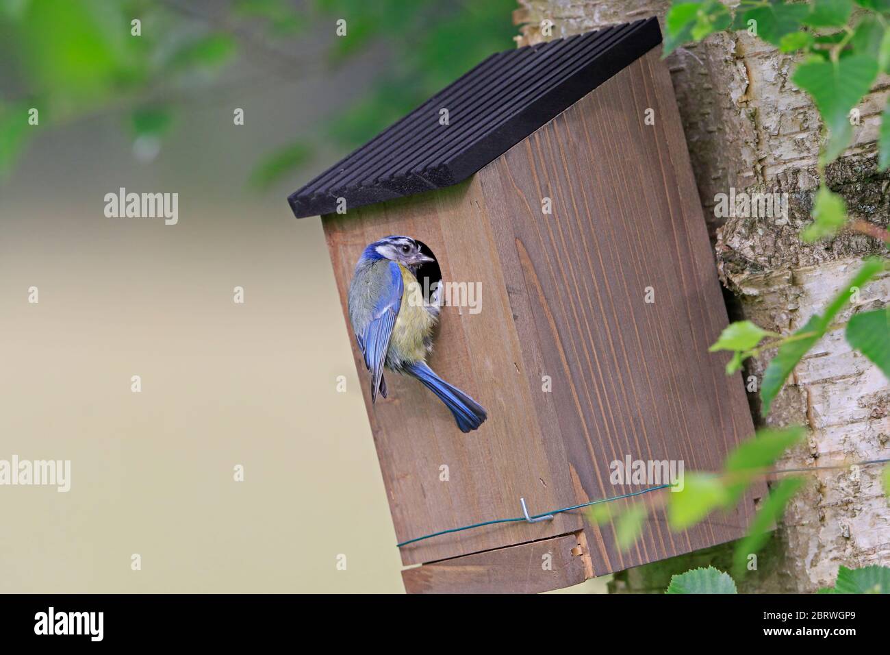 Blue Tit On A Nest Box In A Garden In The Forest Of Dean Uk Stock Photo Alamy Blue Tit On A Nest Box In A Garden In The Forest Of Dean Uk Stock Photo Alamy