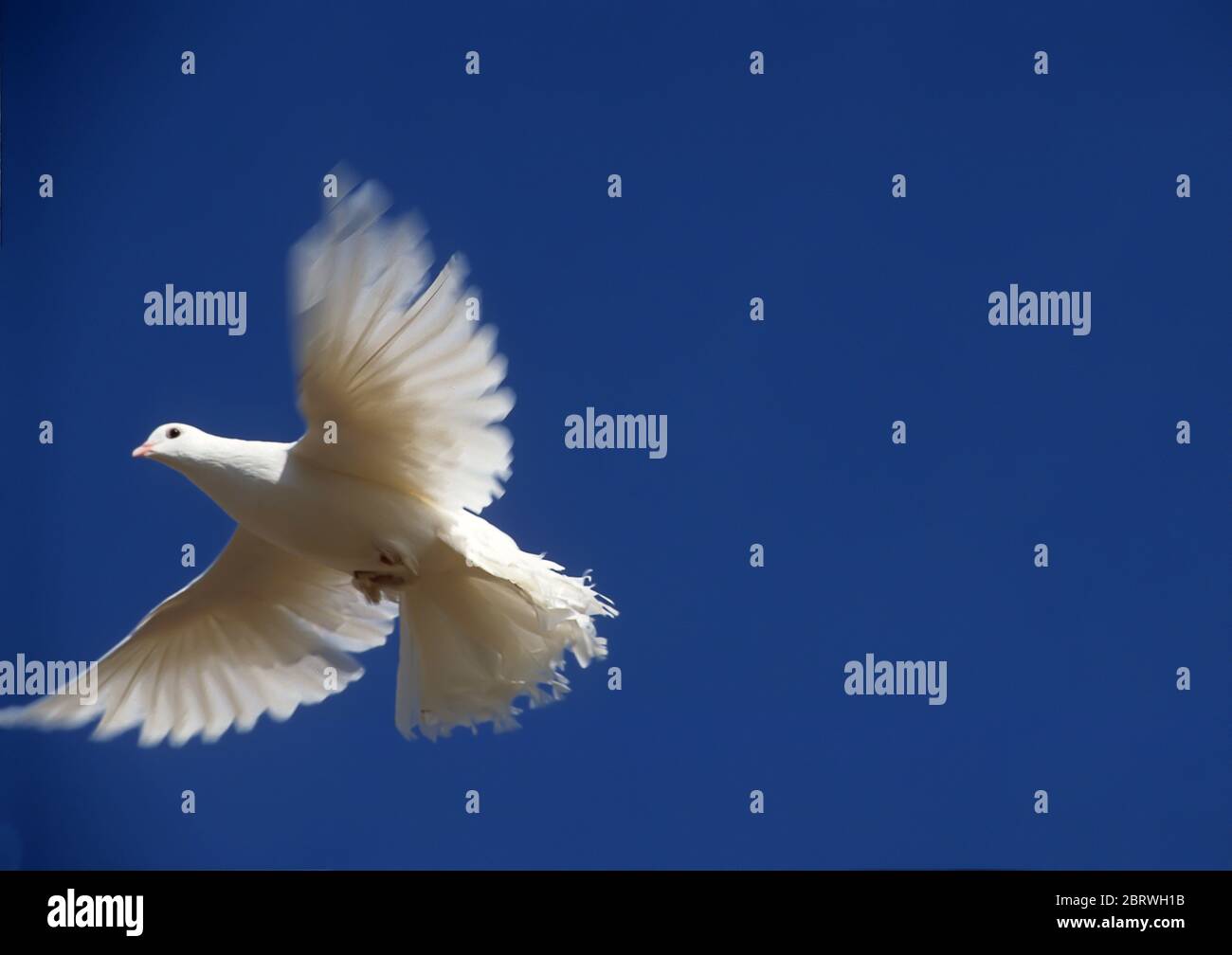 Flying white dove on blue sky background Stock Photo
