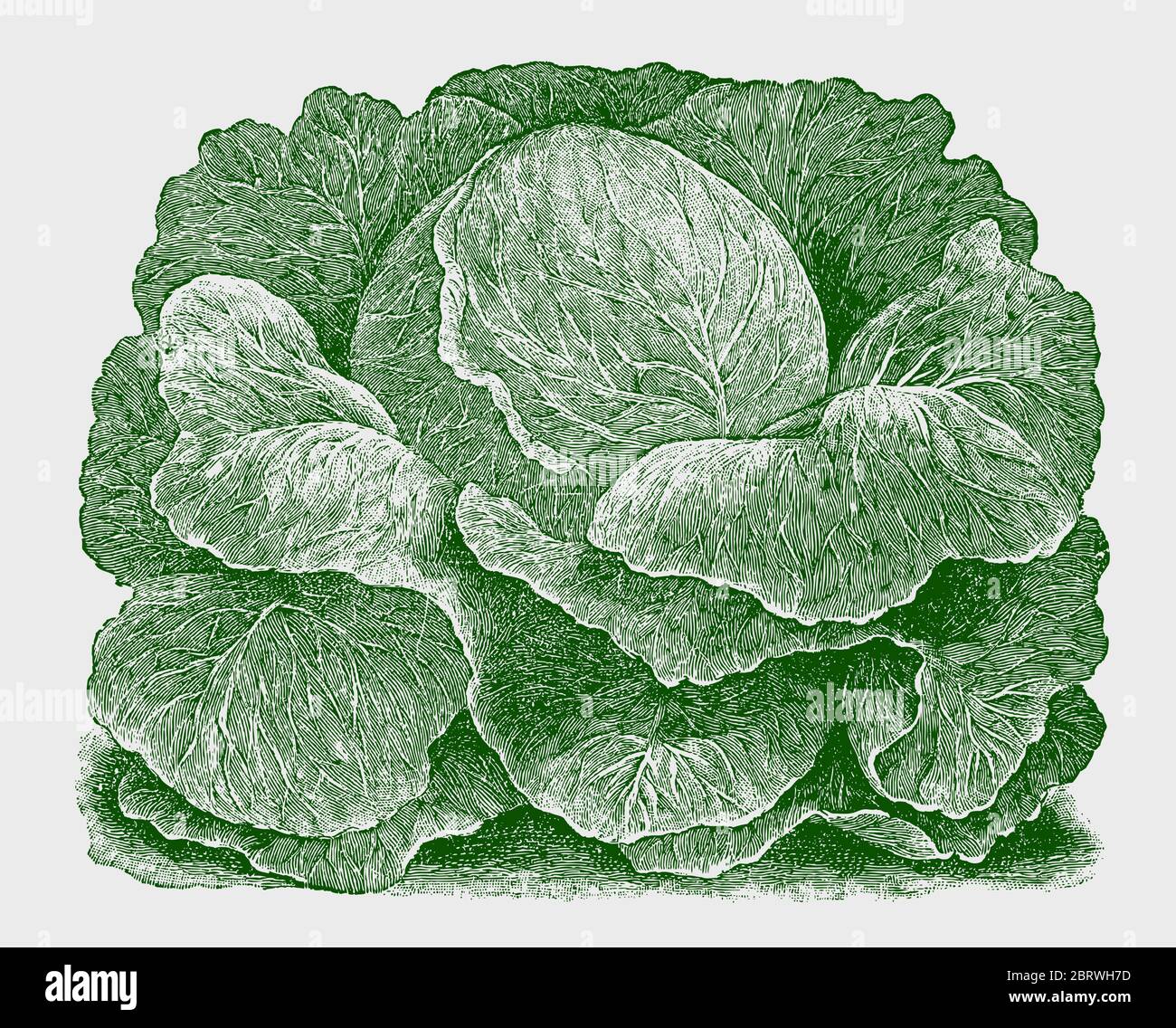 Early round head cabbage variety. Green colored illustration after a historical engraving from the early 20th century Stock Vector