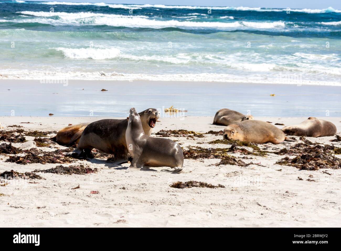 Enraged Australian Sea Lion running after another sea lion (Neophoca cinerea) on Kangaroo Island beach, South Australia , Seal bay Stock Photo