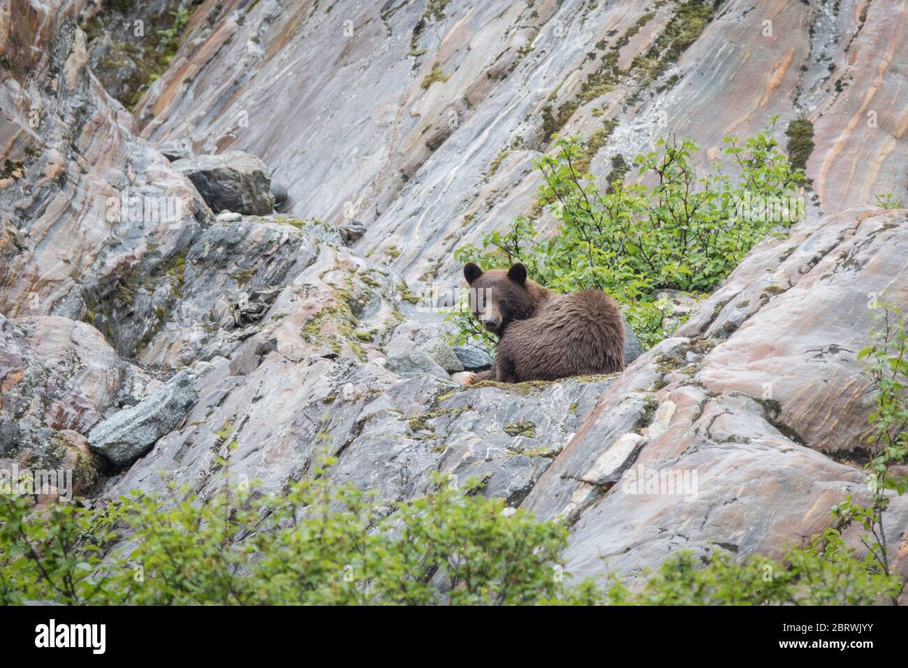 Cinnamon bear hires stock photography and images Alamy