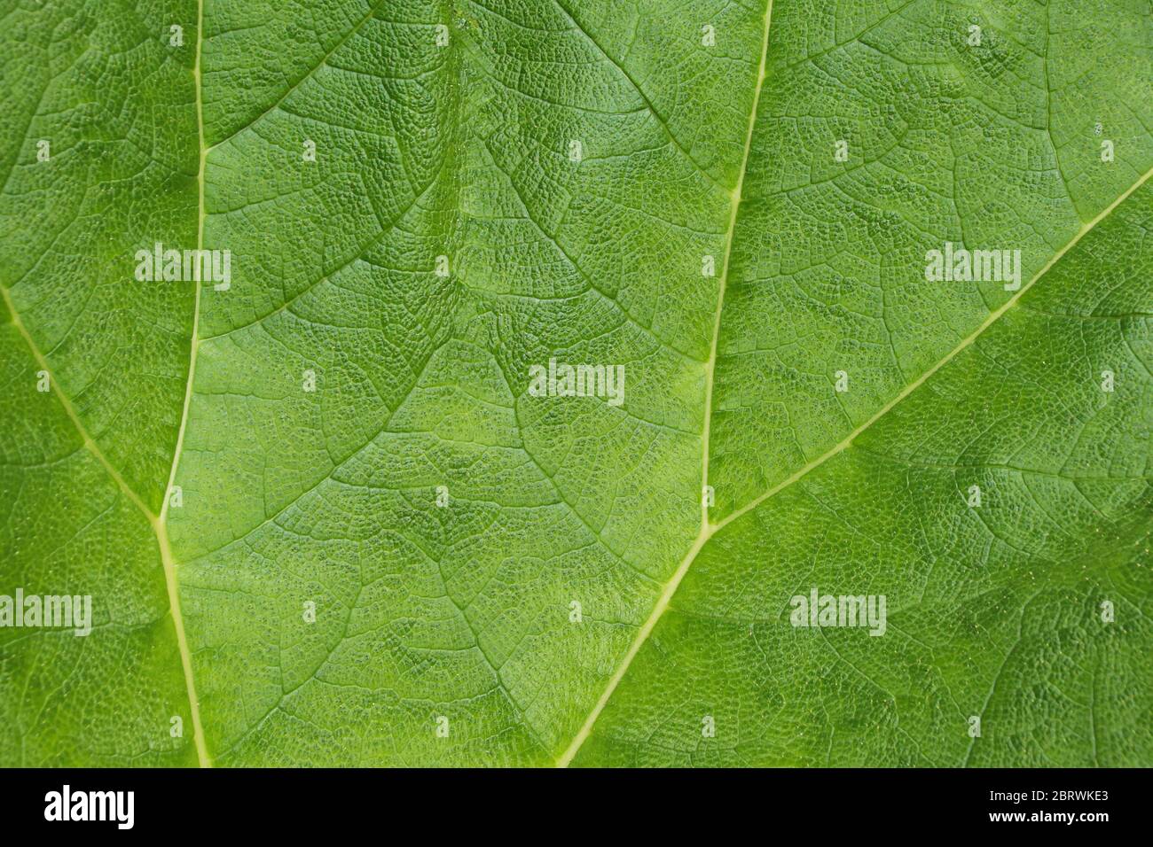Close up of leaf surface showing veins and textures of a Gunnera leaf. Stock Photo
