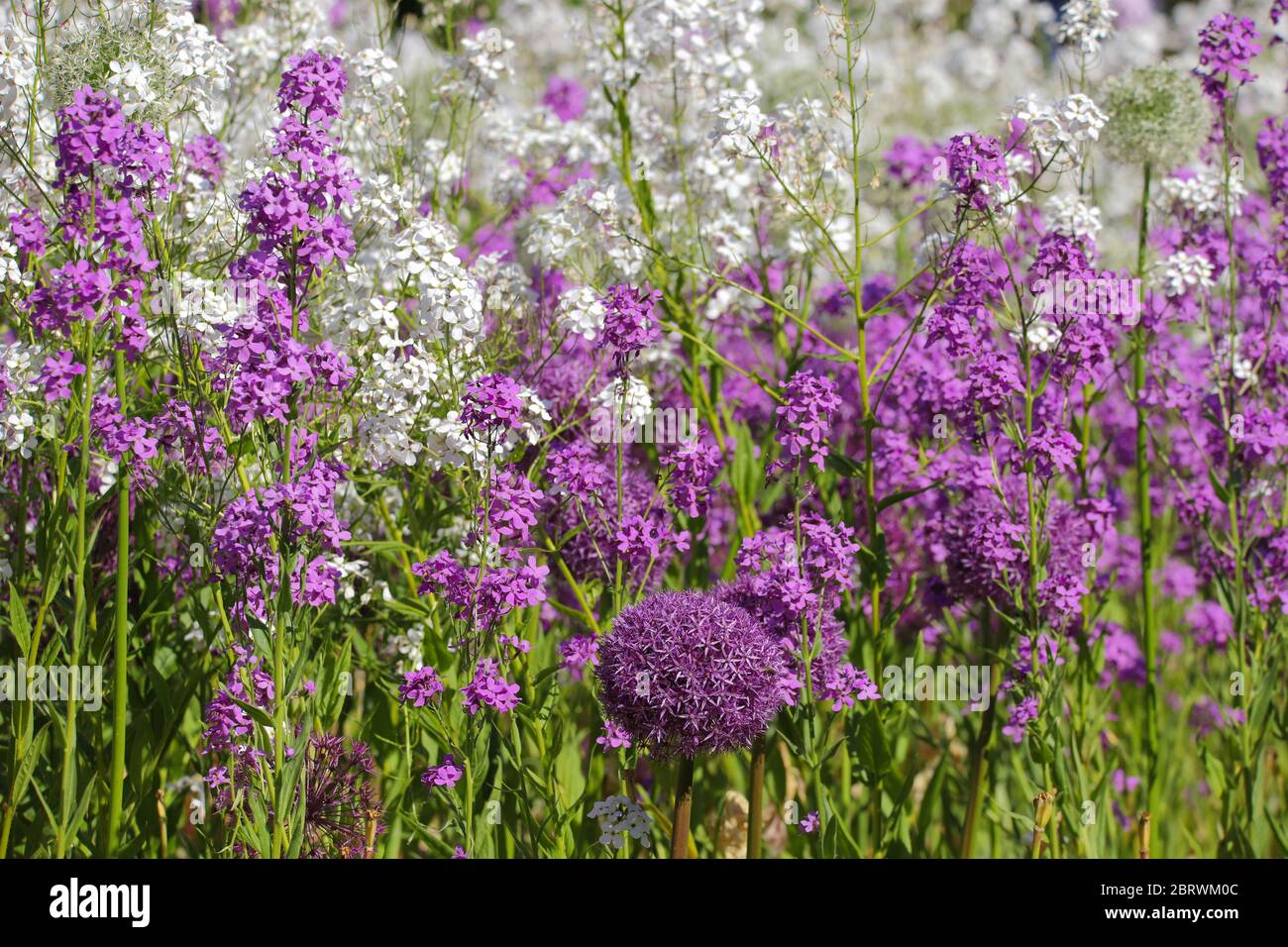 Close Up Of A Mass Of White And Purple Flowers Of Night Scented Stock Growing In The Spring Sunshine Stock Photo Alamy