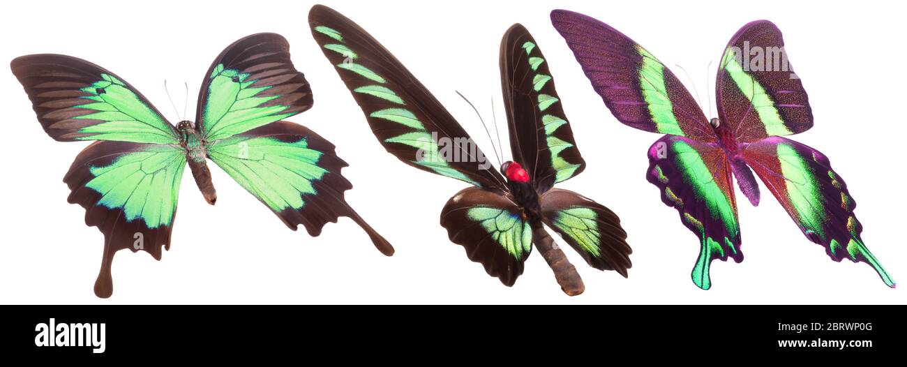 Set of colorful butterflies isolated on a white background Stock Photo ...