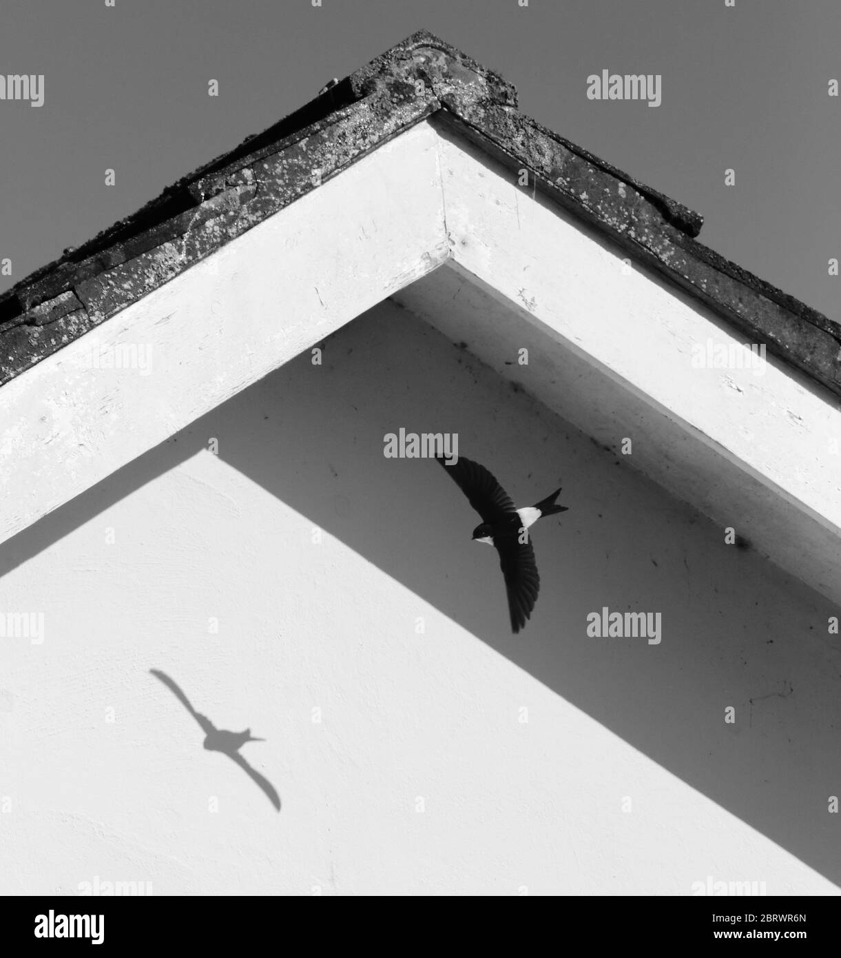 Monochrome image of house martin in flight Stock Photo