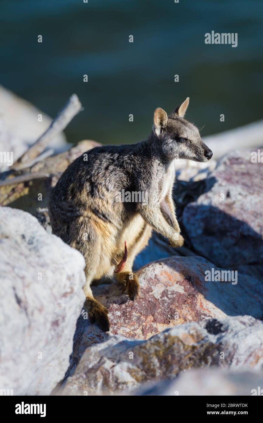Allied rock-wallaby (Petrogale assimilis) sun baking among the dam wall rocks of Ross River Dam in Townsville, Queensland, Australia. Stock Photo