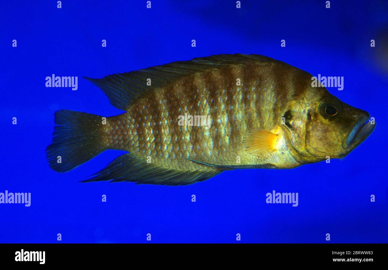 Pearly-calvus or Compressed cichlid, Altolamprologus calvus 'Gold' Stock Photo