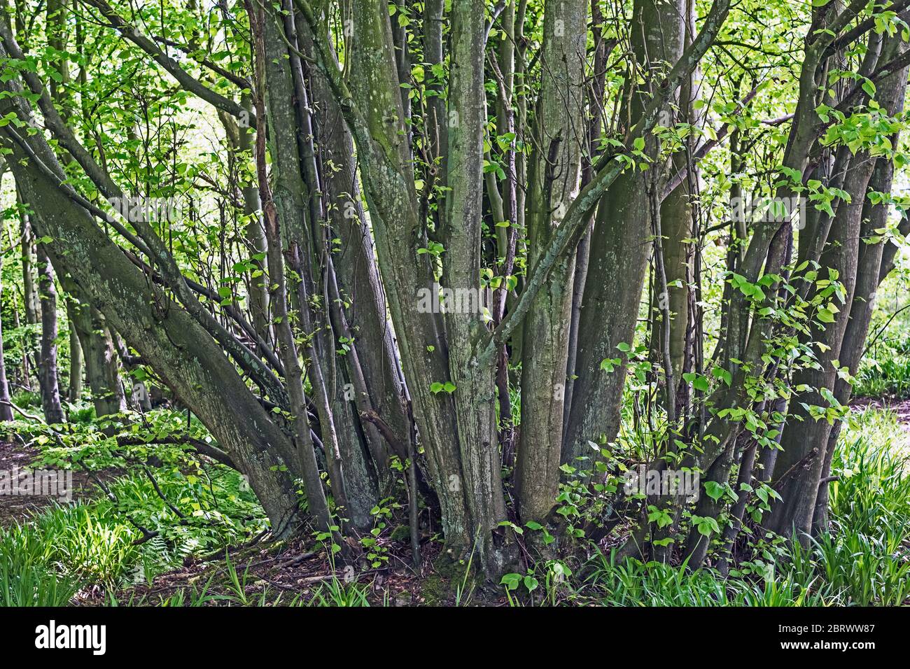An old coppiced birch tree in a forest in Angus, Scotland UK Stock ...