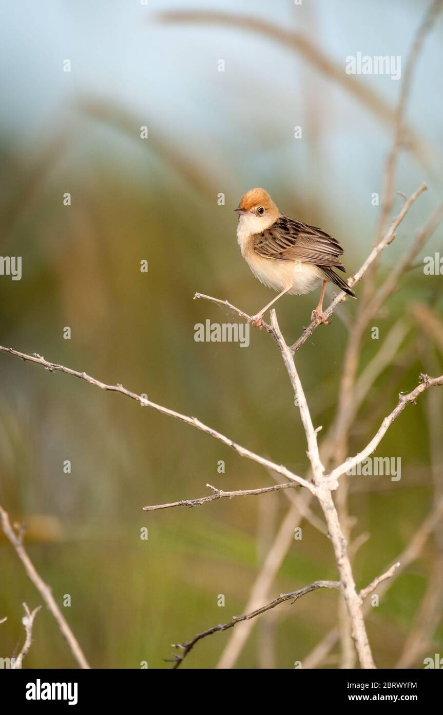 Australian Golden-headed Cisticola perched high on a dead branch, looking back, checking for rivals at Tinaroo Dam, Yungaburra, Australia. Stock Photo