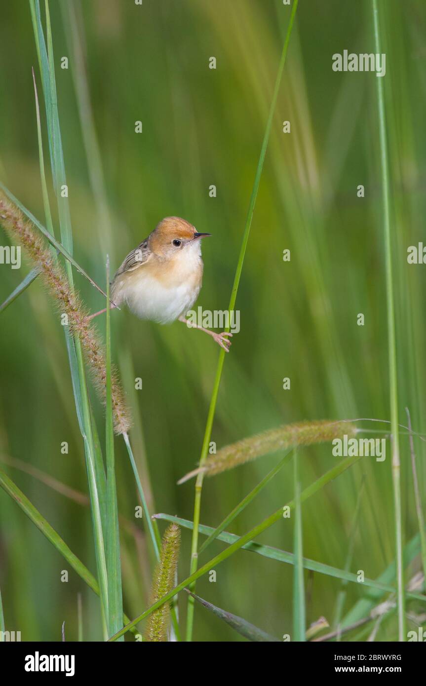 An Australian golden-headed Cisticola doing the splits as he catches a flying ant for his afternoon meal. Stock Photo