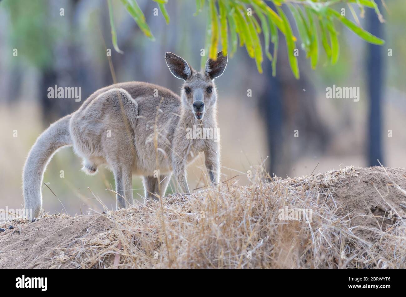 A young female Eastern grey kangaroo at Undarra, outback Australia crouches atop a grassy hillock in the open savannah woodland framed by gum leaves. Stock Photo