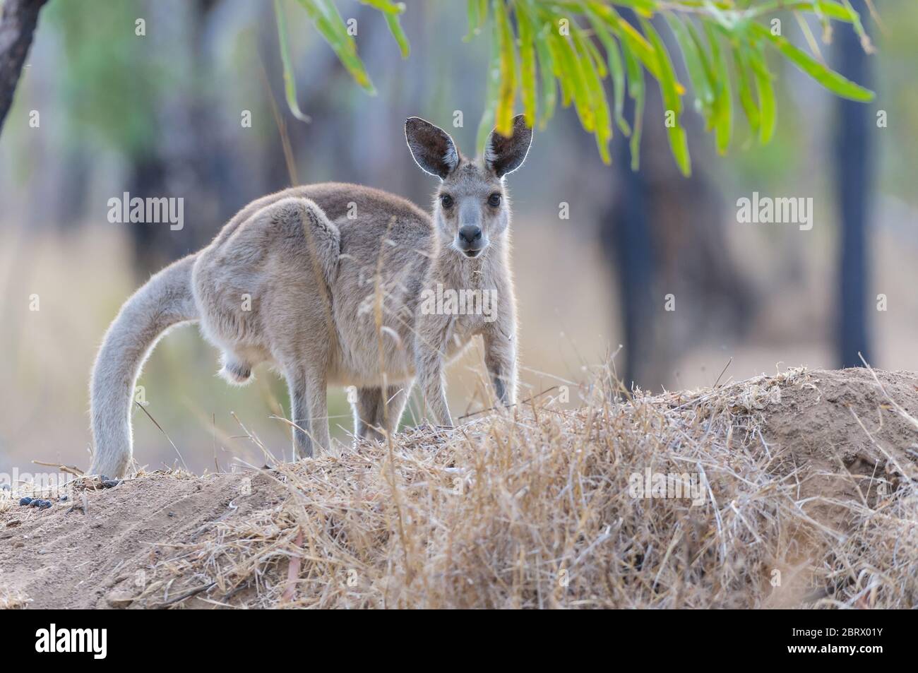 A young female Eastern grey kangaroo at Undarra, outback Australia crouches atop a grassy hillock in the open savannah woodland framed by gum leaves. Stock Photo