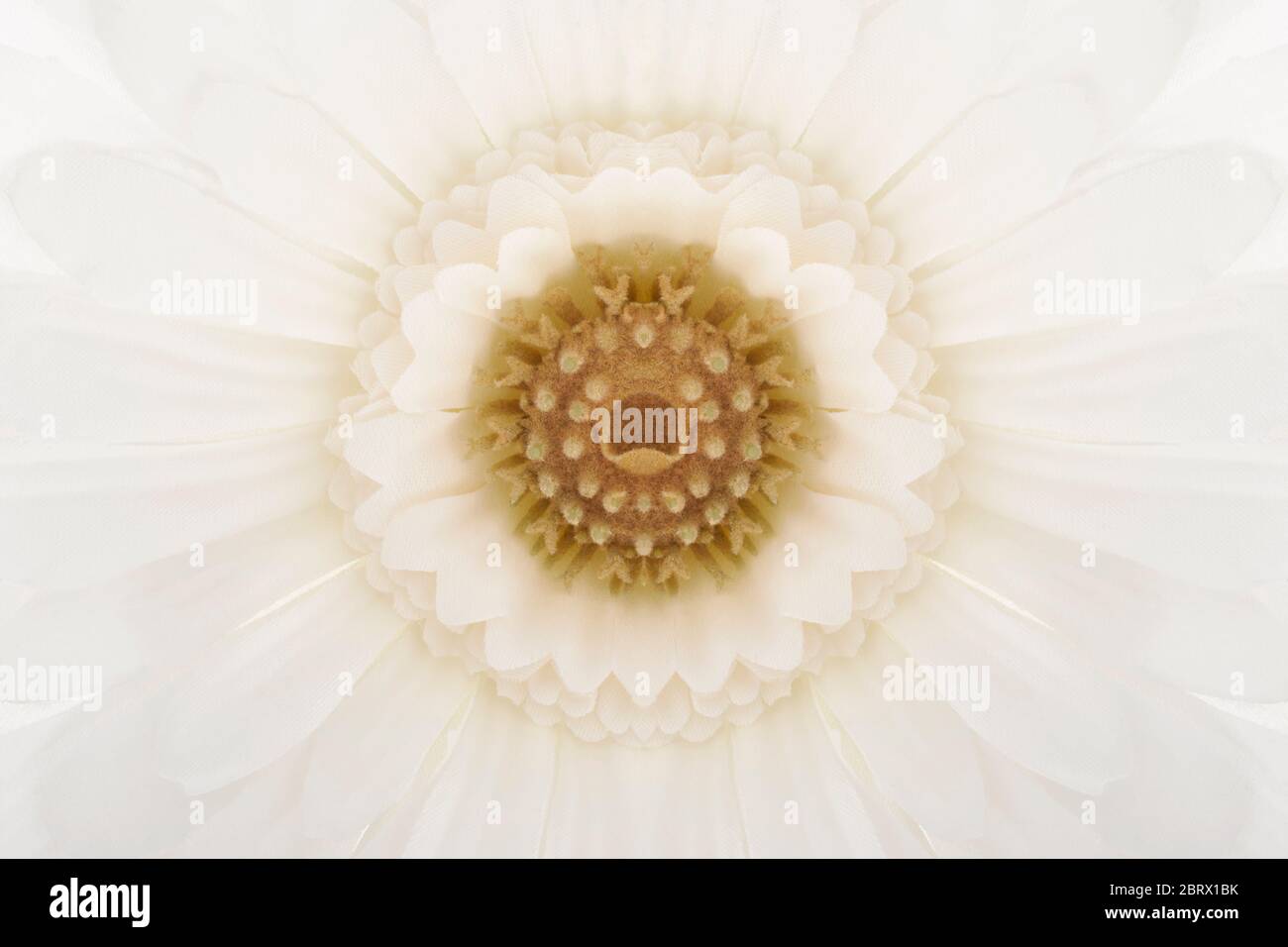 White silk flower Stock Photo