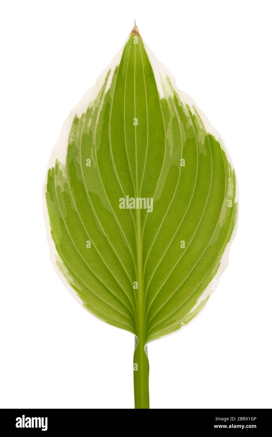 Variegated hosta leaf on white background Stock Photo
