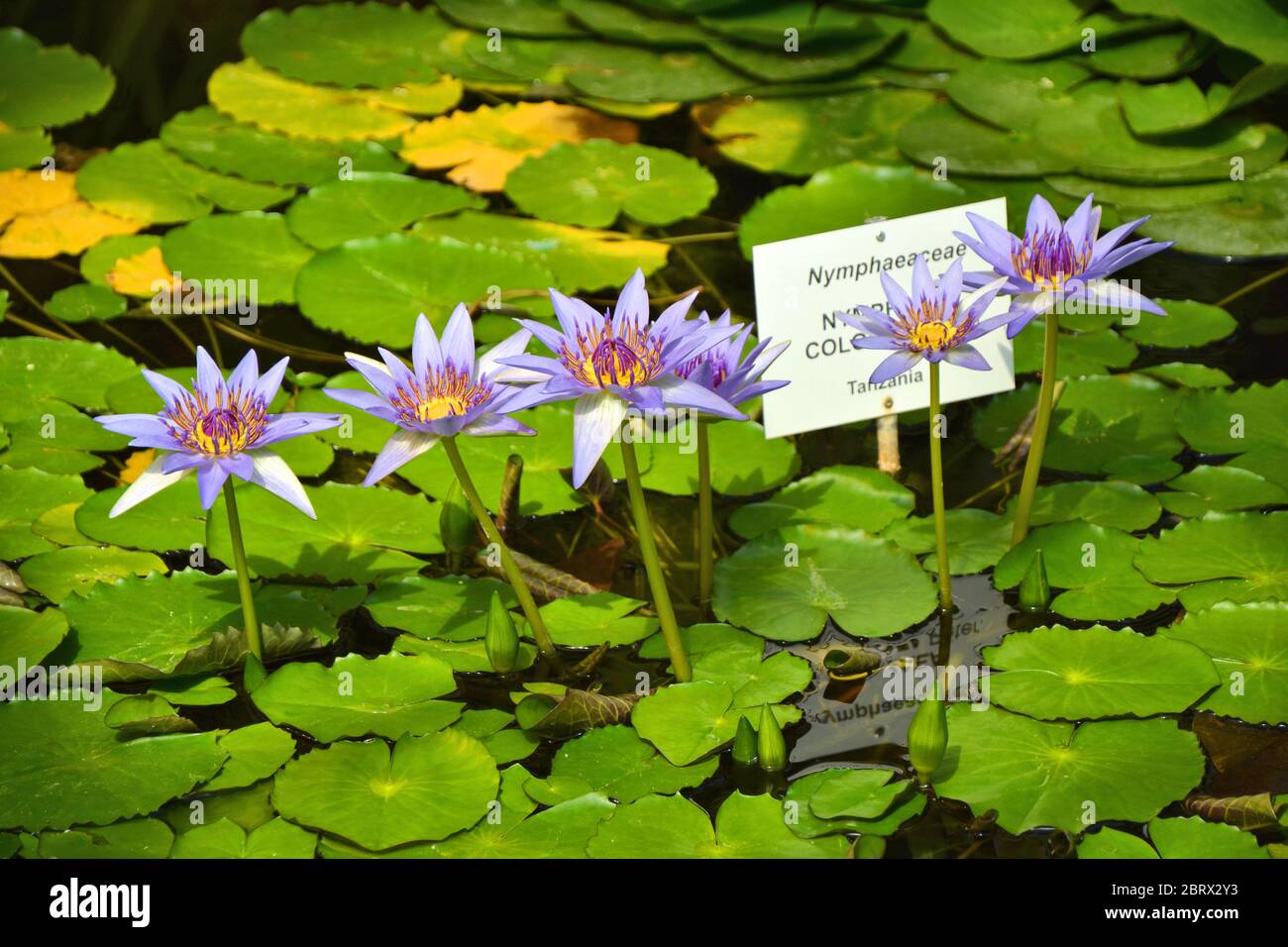 Blue water lily Nymphea colorata Stock Photo