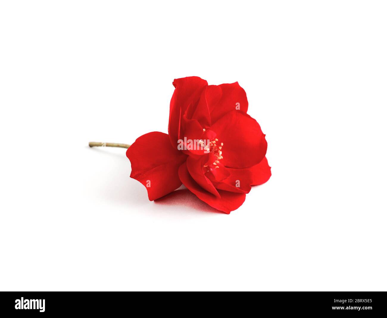 One Red rose close up isolated on white Stock Photo - Alamy