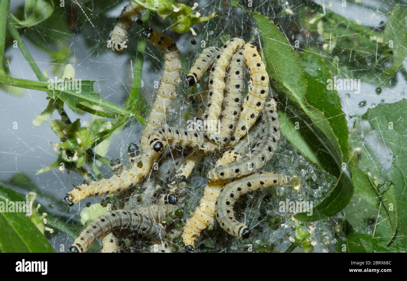 Larvae of Spindle ermine in silk web on European spindle Stock Photo