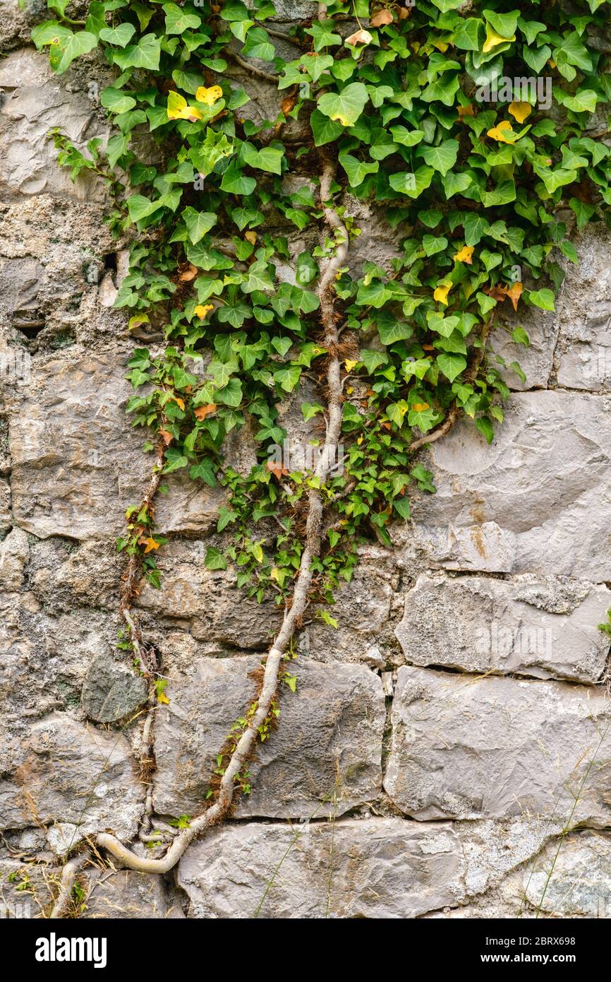 plant on wall / stone wall texture with leaves vine plant background / the rock  wall seamless texture - Stock Image - Everypixel