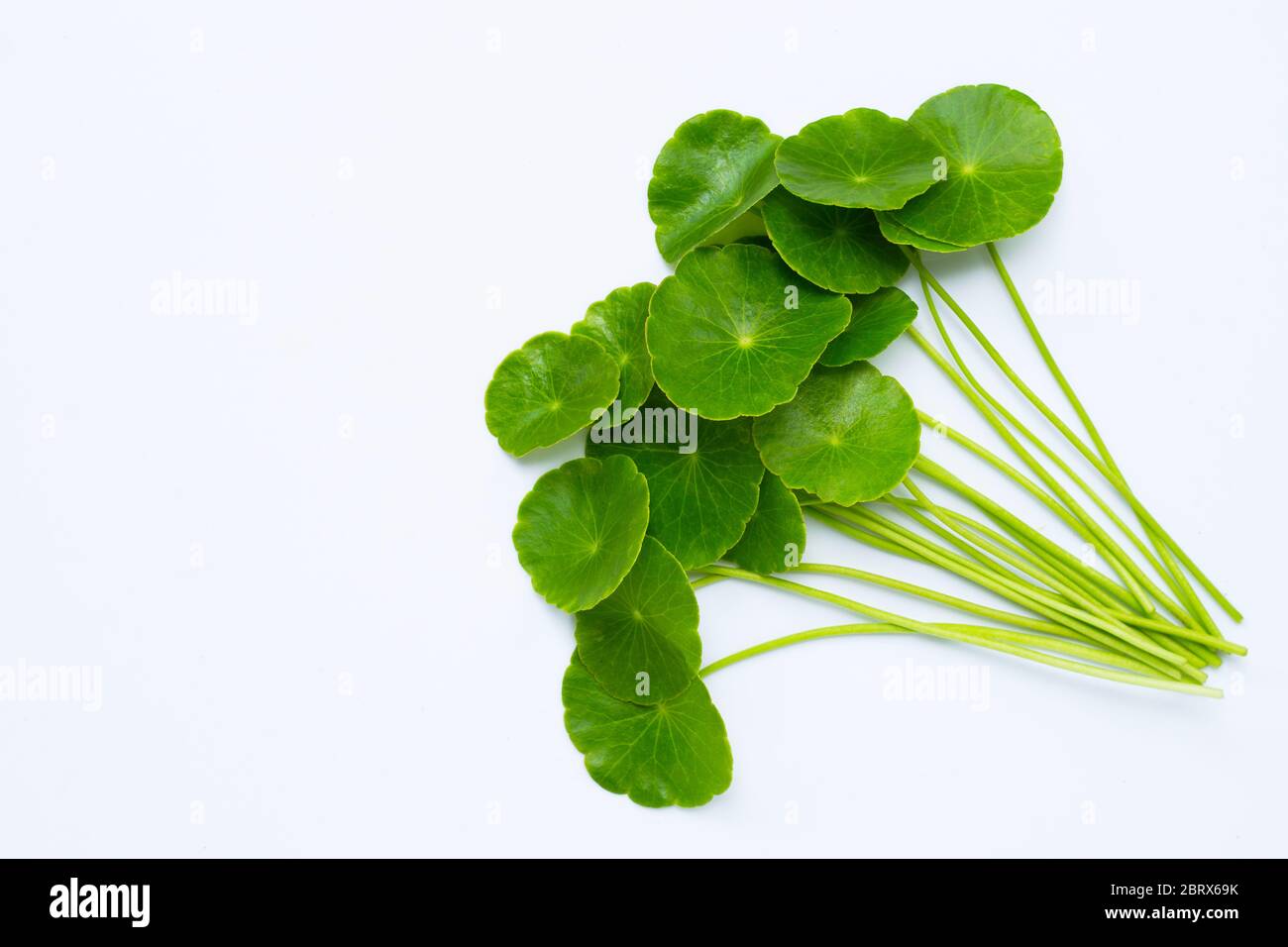 Fresh green centella asiatica leaves or water pennywort  plant Stock Photo