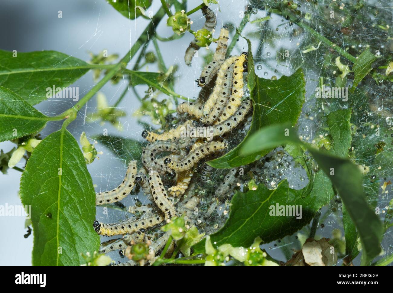 Larvae of Spindle ermine in silk web on European spindle Stock Photo