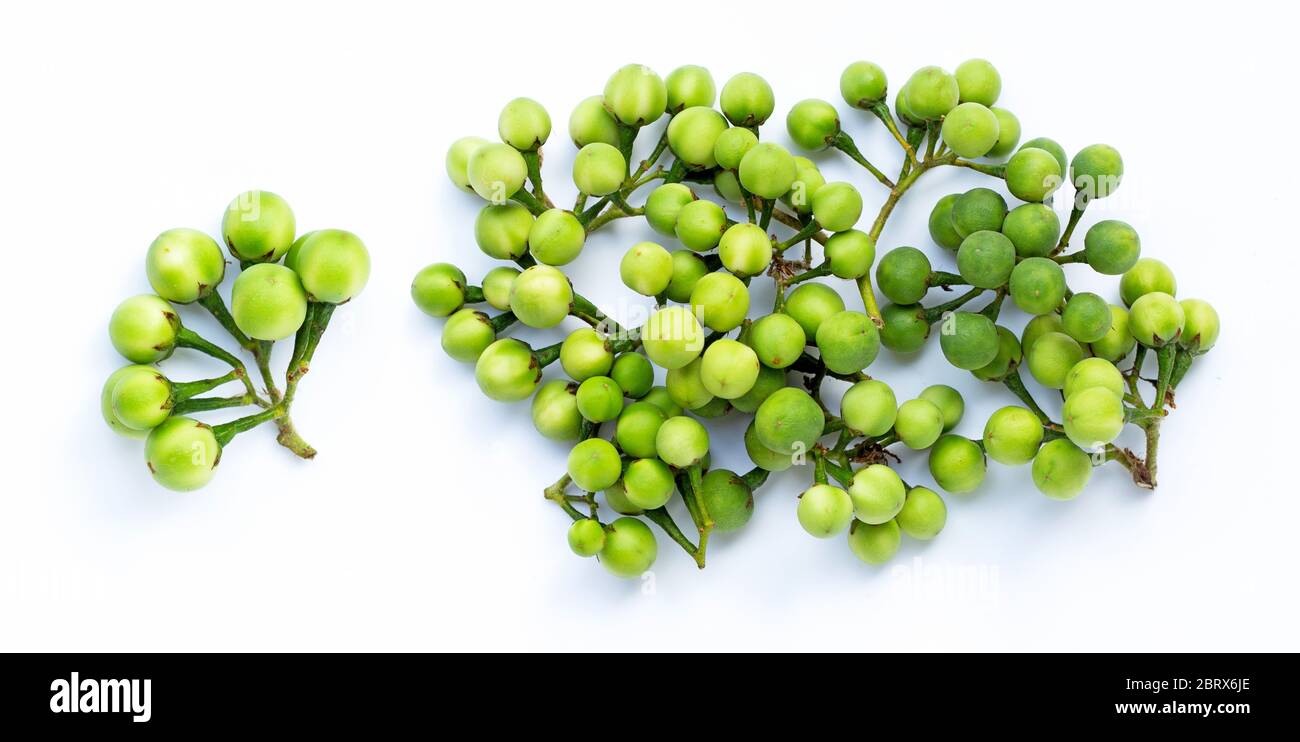 Turkey berry isolated on white background Stock Photo