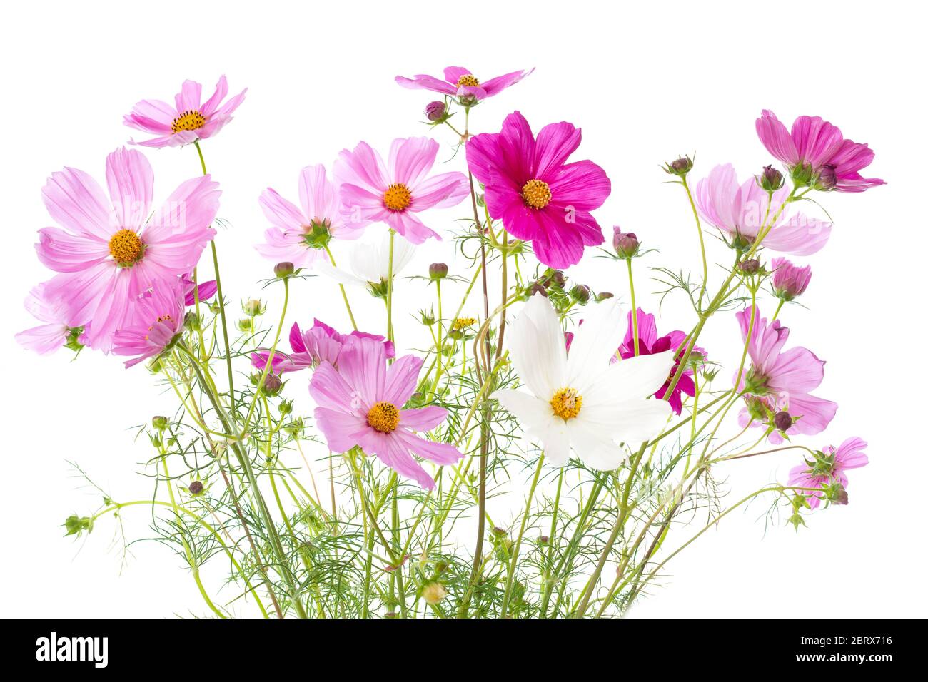 Cosmos bipinnatus flowers isolated on white Stock Photo - Alamy