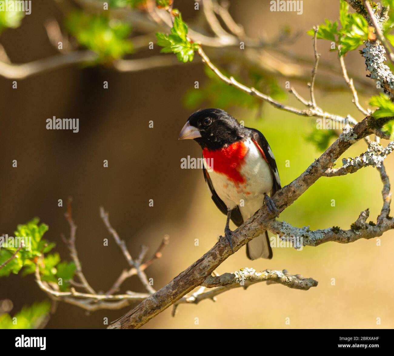 Rose-breasted grosbeak perched on the branch of a tree in the woods. Stock Photo