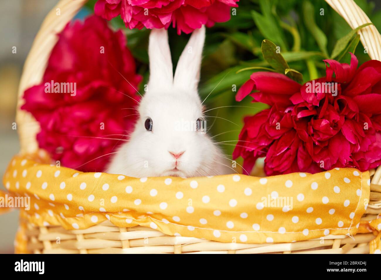 Little cute white rabbit in basket with spring flowers Stock Photo - Alamy