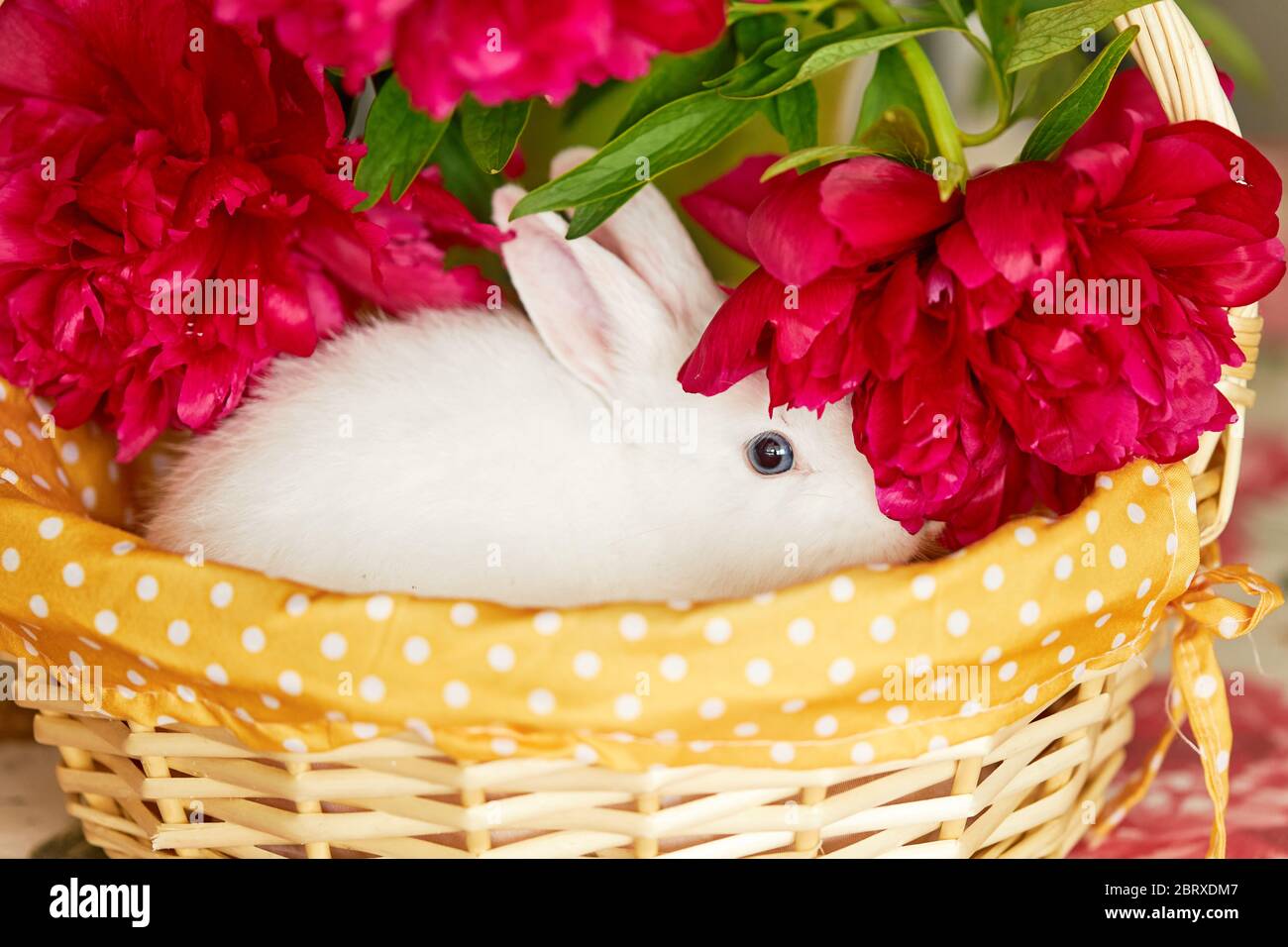 Little cute white rabbit in basket with spring flowers Stock Photo - Alamy