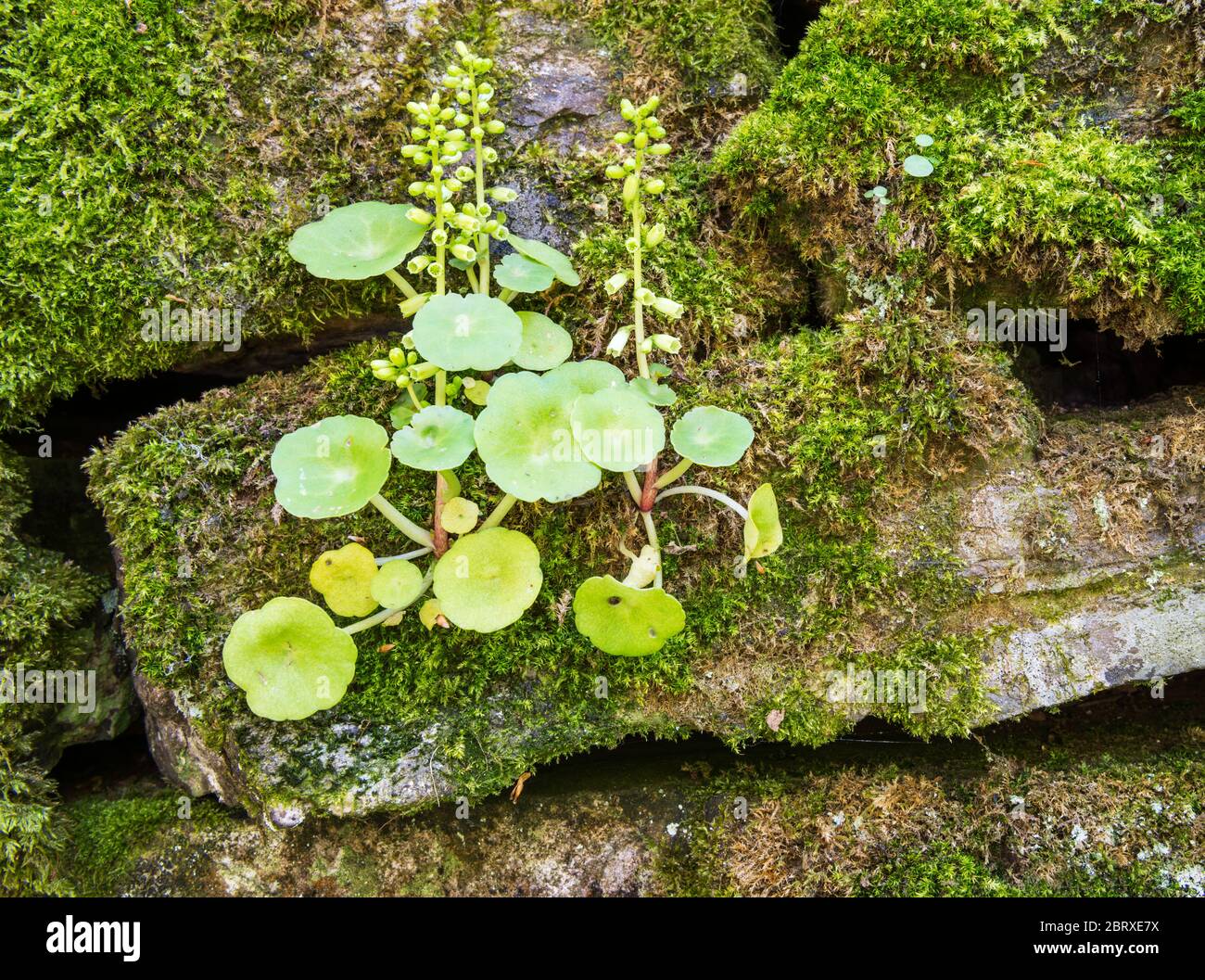 Pennywort or Navelwort (Umbilicus rupestris) growing on a mossy wall near the East Okement River, Dartmoor National Park, Devon, England, UK. Stock Photo