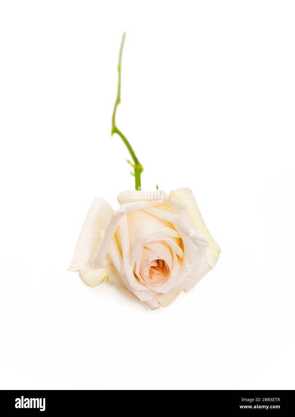white rose isolated on white background Stock Photo - Alamy