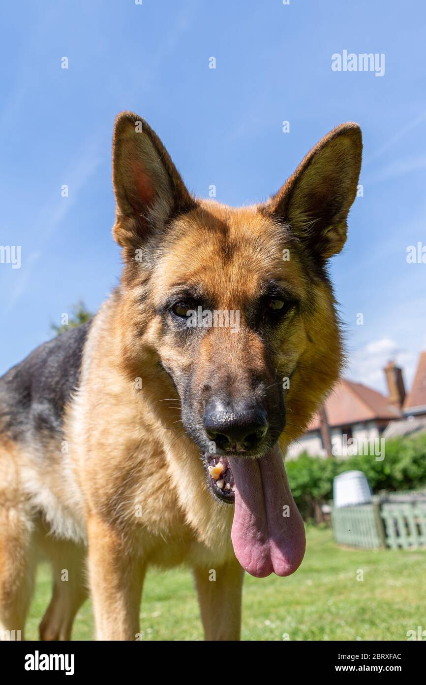 German shepherd hotsell tongue hanging out