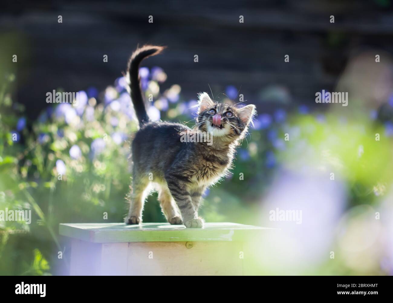 Cute little kitten in the garden, purple flowers in the background Stock Photo