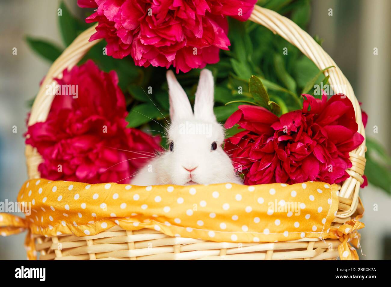Little cute white rabbit in basket with spring flowers Stock Photo - Alamy