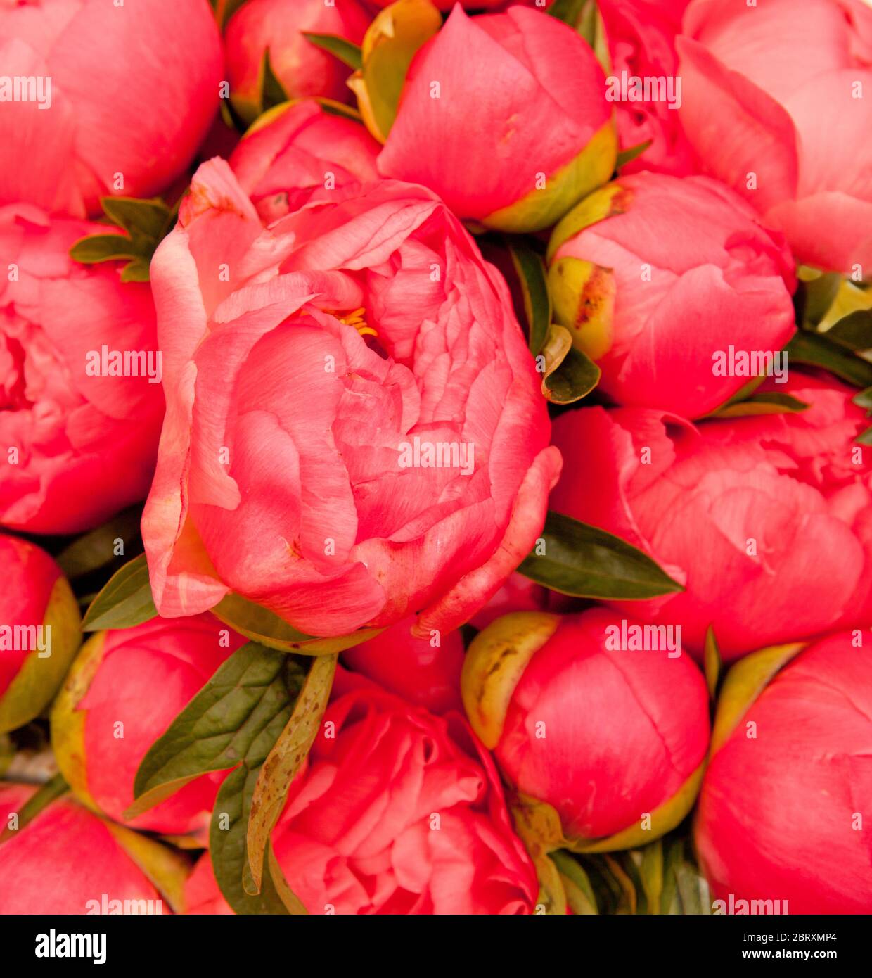 pink peony background Stock Photo - Alamy