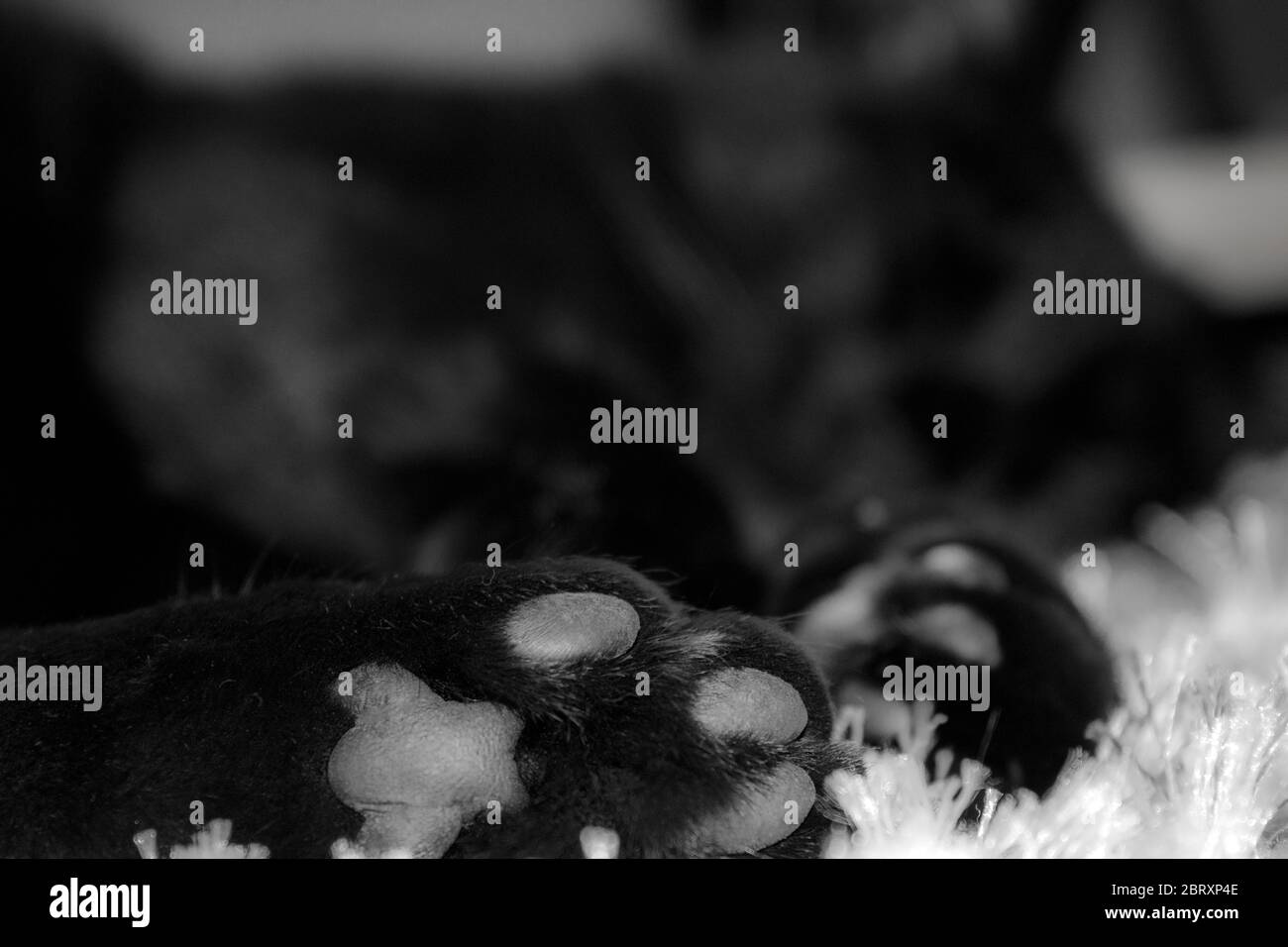 Bokeh of black cat sleeping on a rug; paws are in the focus, in a black and white photo. Stock Photo