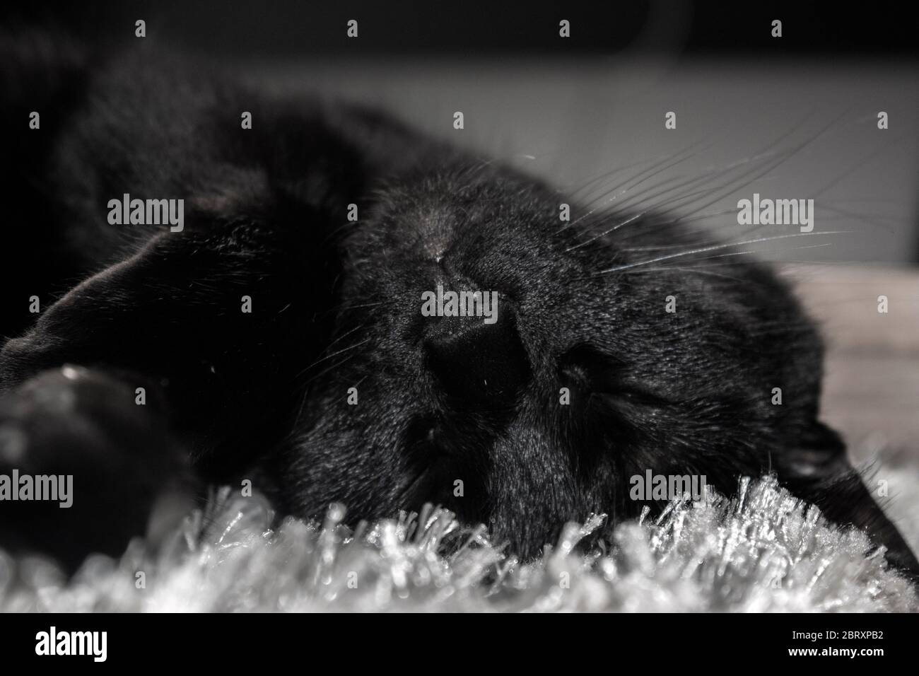 Cute black cat sleeping with the head upside down. Close photo of the