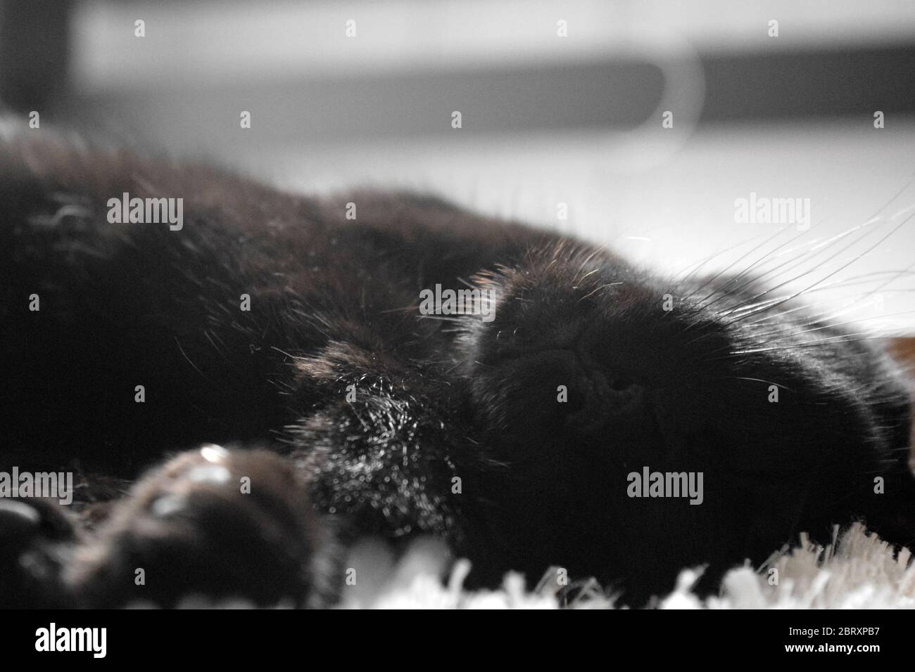 Cute black cat sleeping with the head upside down. Close photo of the